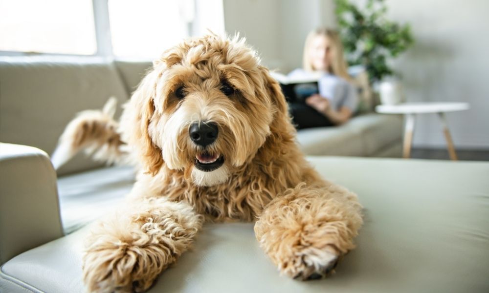 Pool Noodle Hacks for Dog Owners